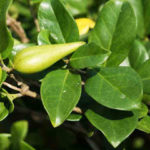 Diet Supplement Gymnema Reduces Sugar Craving