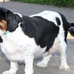 THE BIGGEST LOSER... pet edition! Competition celebrates animals' fight to lose weight
